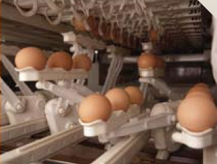 Parallel Egg Handling Keeps Handling Speeds Low & Safe